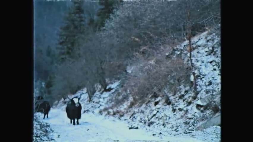 罗言《孤独满月球》 footage 21