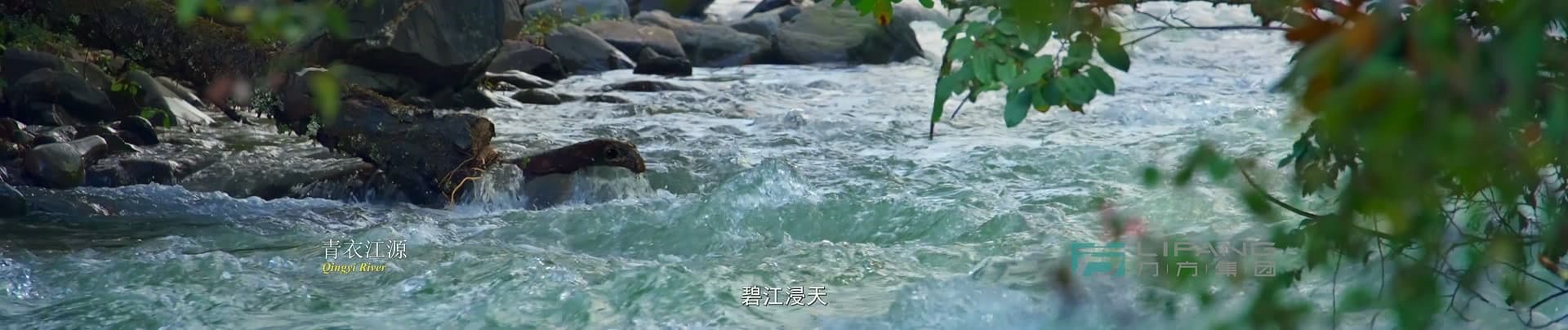 《大熊猫国家公园》-宝兴溯源篇 footage 8