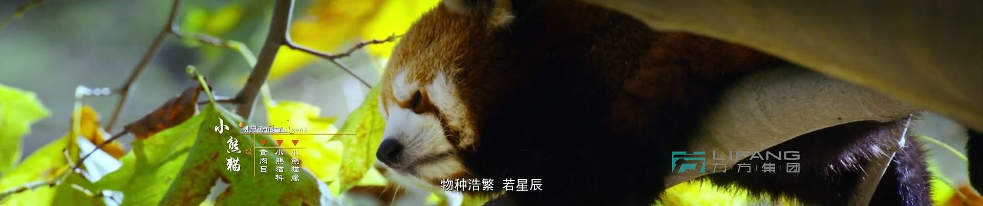 《大熊猫国家公园》-宝兴溯源篇 footage 11