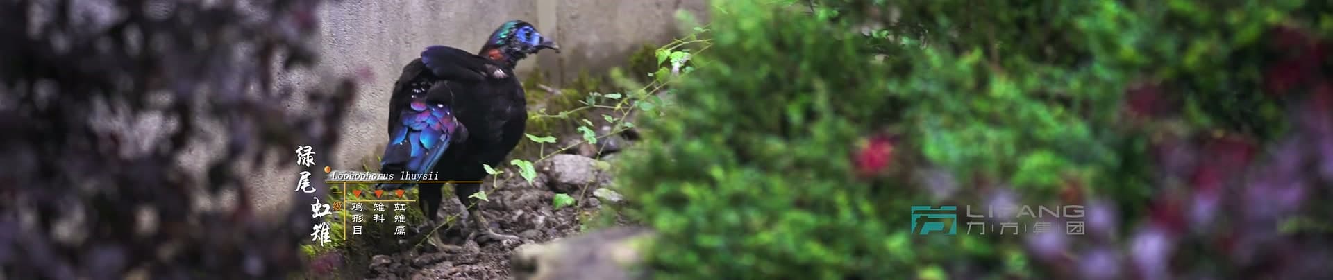 《大熊猫国家公园》-宝兴溯源篇 footage 12