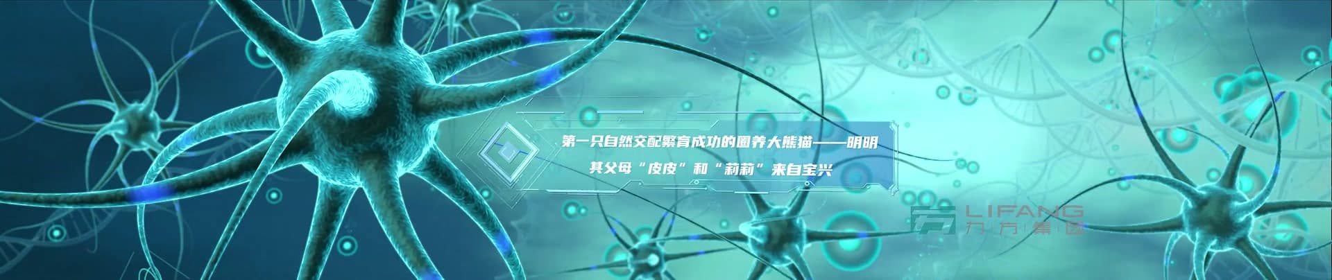 《大熊猫国家公园》-宝兴溯源篇 footage 22