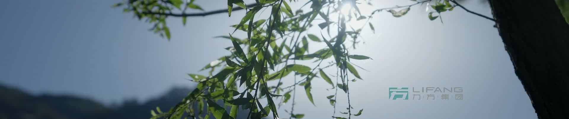 《大熊猫国家公园》-宝兴溯源篇